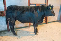 Champion Beast (5)